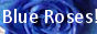 Blue+Roses.jpg